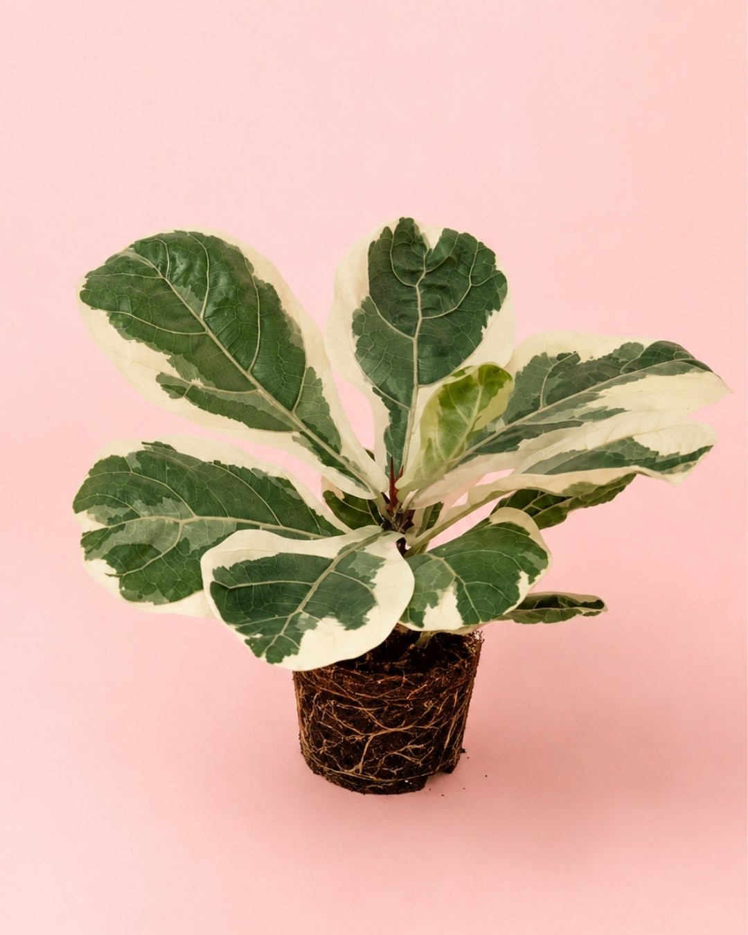ficus-lyrata-variegado-m