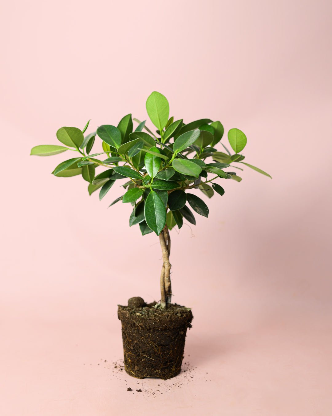 Ficus Maya M - Pur Plant