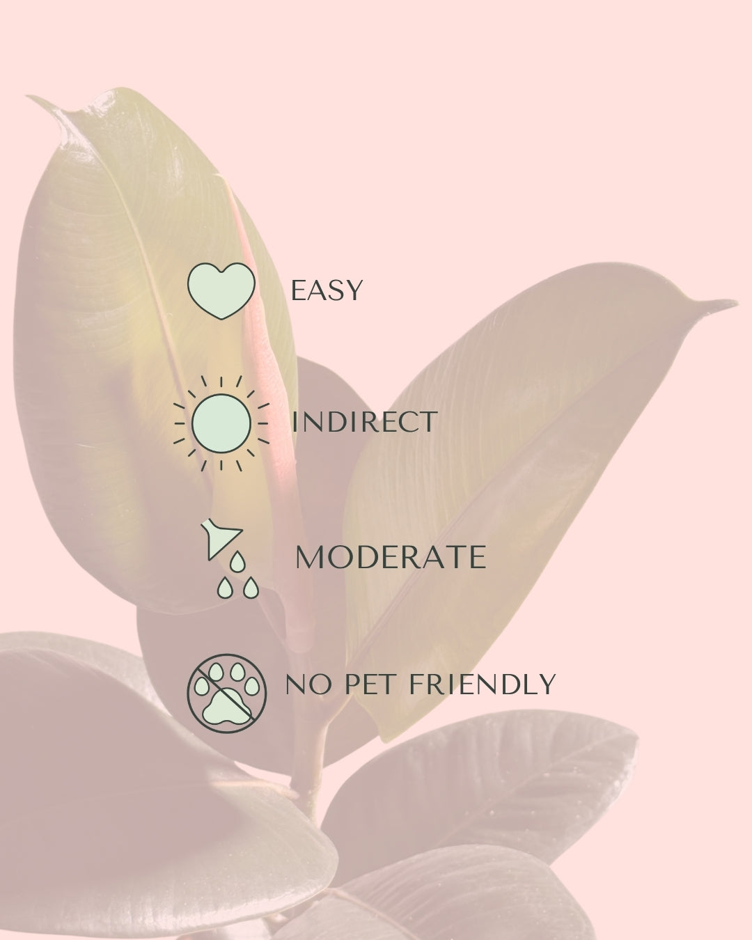 ficus-robusta-m-care