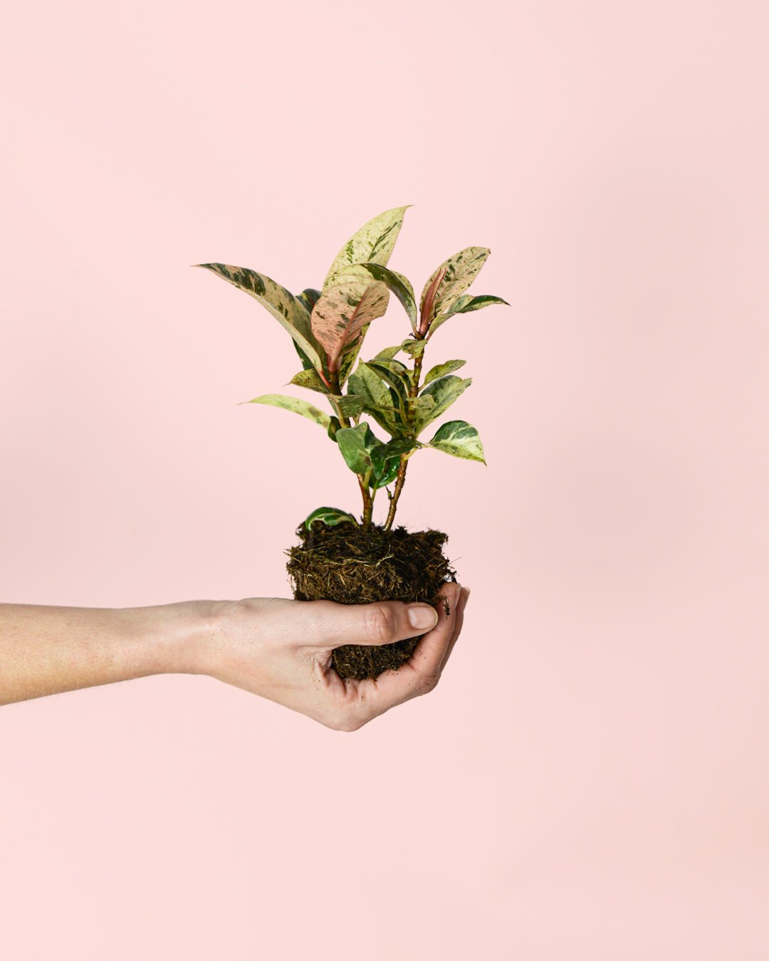 Ficus Shivereana Variegata Mini - Pur Plant