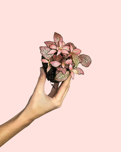 Fittonia Pink Mini - Pur Plant