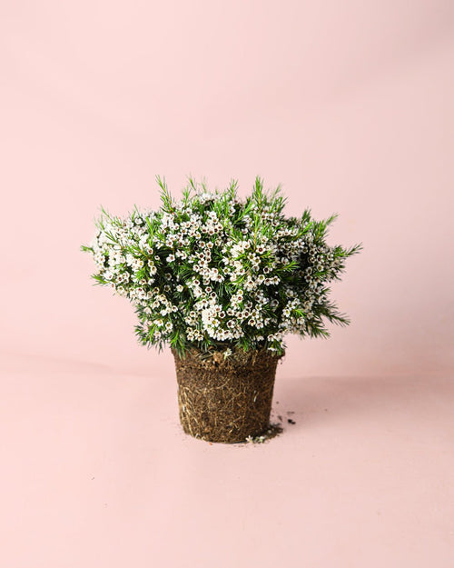 Flor de Cera M - Pur Plant