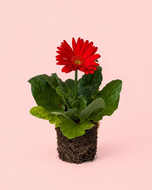 gerbera-red