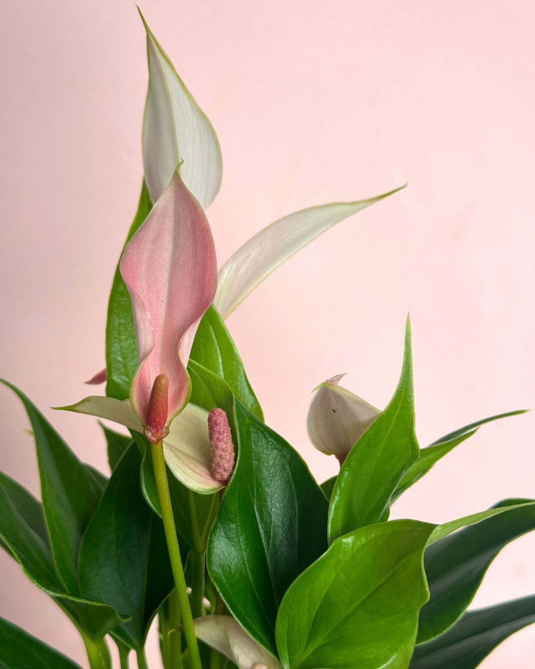 Gift Set Anthurium Lilly Pink + Mini Maceta Cerámica Rosa - Pur Plant
