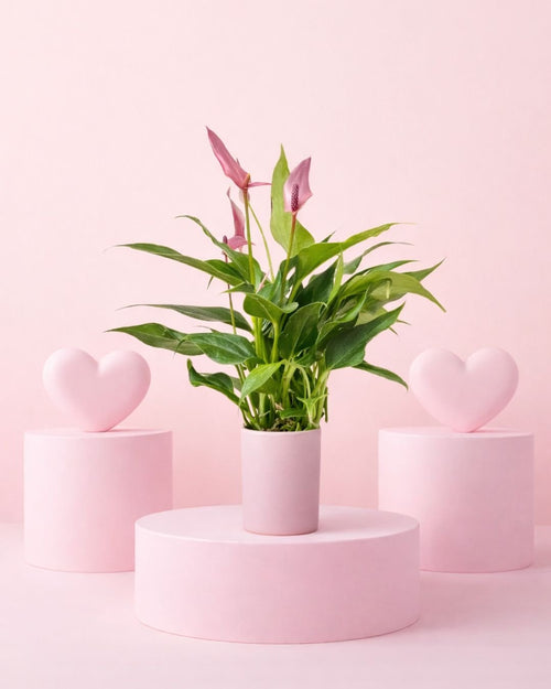 Gift Set Anthurium Lilly Pink + Mini Maceta Cerámica Rosa - Pur Plant