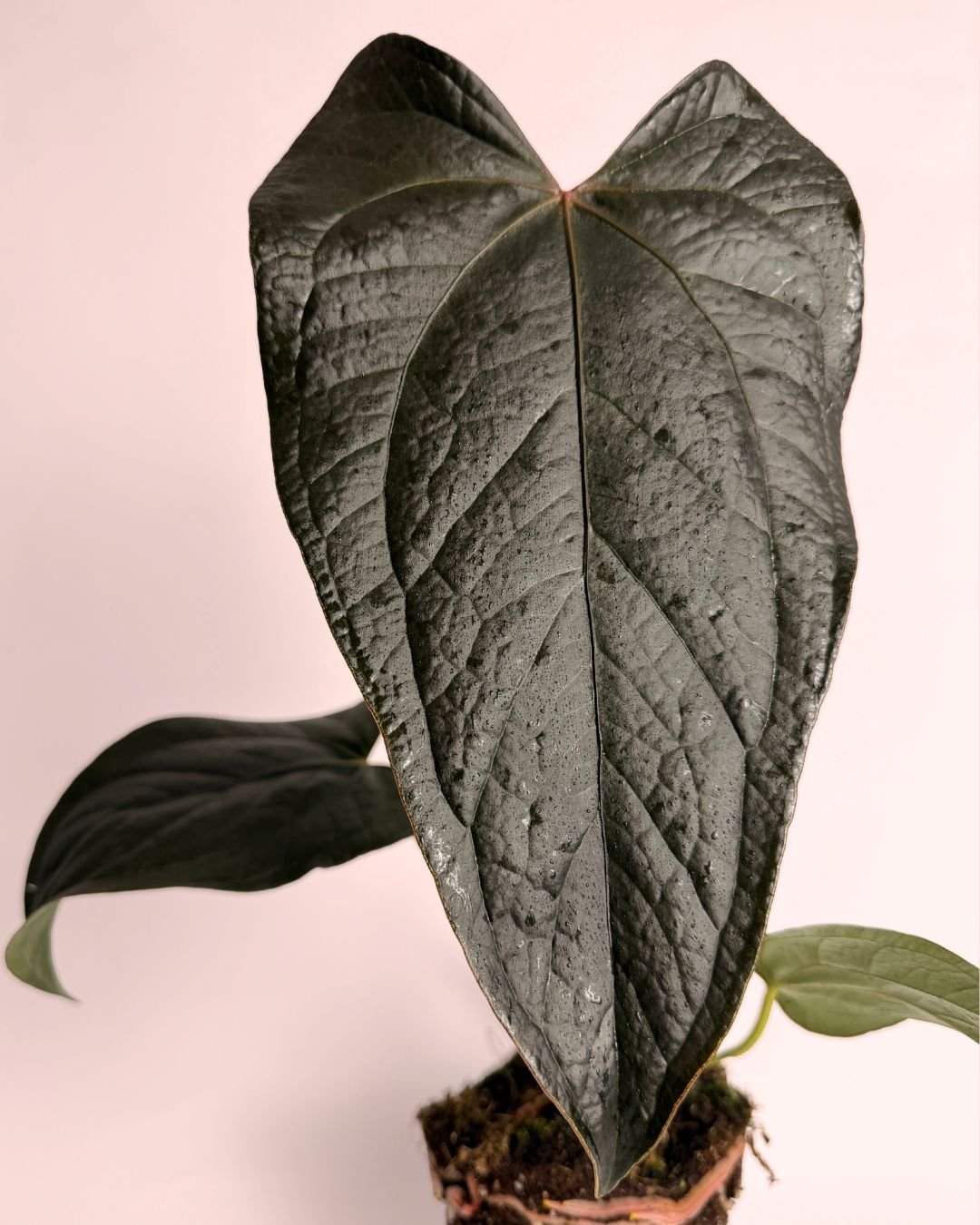 Gift Set Anthurium Queen of Hearts + Maceta Cerámica Roja - Pur Plant