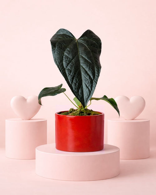 Gift Set Anthurium Queen of Hearts + Maceta Cerámica Roja - Pur Plant