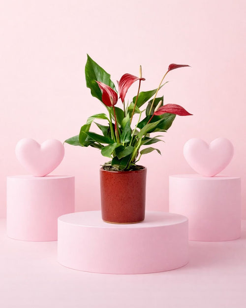 Gift Set Anthurium Rojo + Mini Maceta Cerámica Roja - Pur Plant