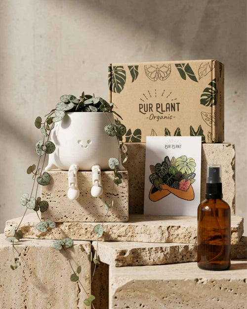 Gift Set Halo – Ceropegia Woodii - Pur Plant