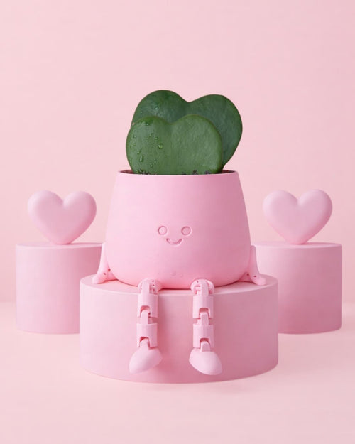 Gift Set Hoya Kerrii Doble + Happy Pot Rosa - Pur Plant