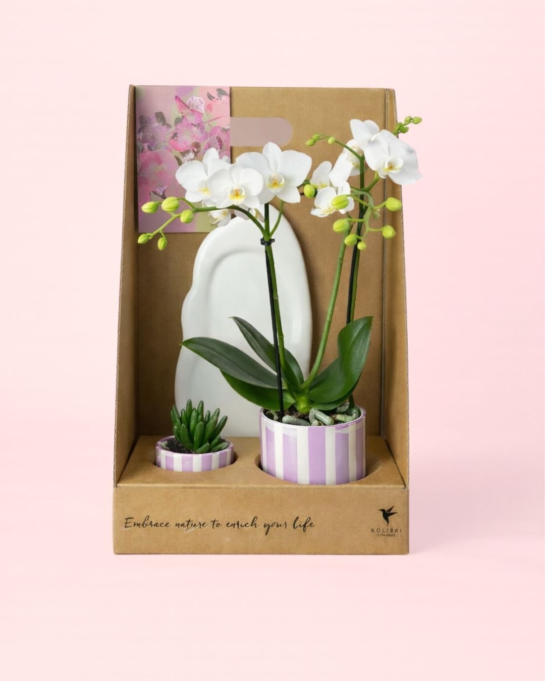 Gift Set Lilac – Orquidea y Suculenta Con Maceta - Pur Plant