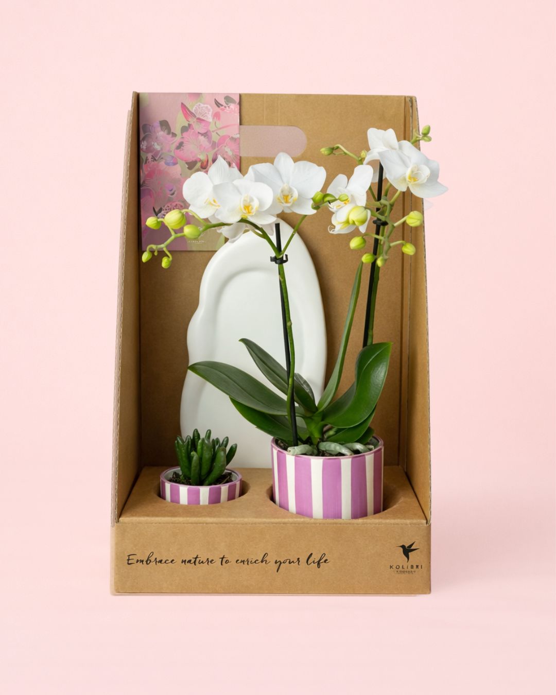 Gift Set Purple - Orquidea y Suculenta Con Maceta - Pur Plant
