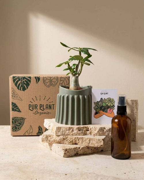 Gift Set Raíz – Baobab - Pur Plant