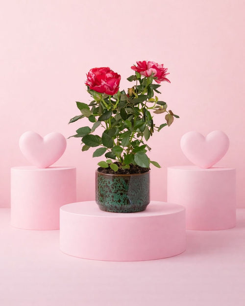 Gift Set Rosal Mini + Mini Maceta Cerámica Mossy - Pur Plant