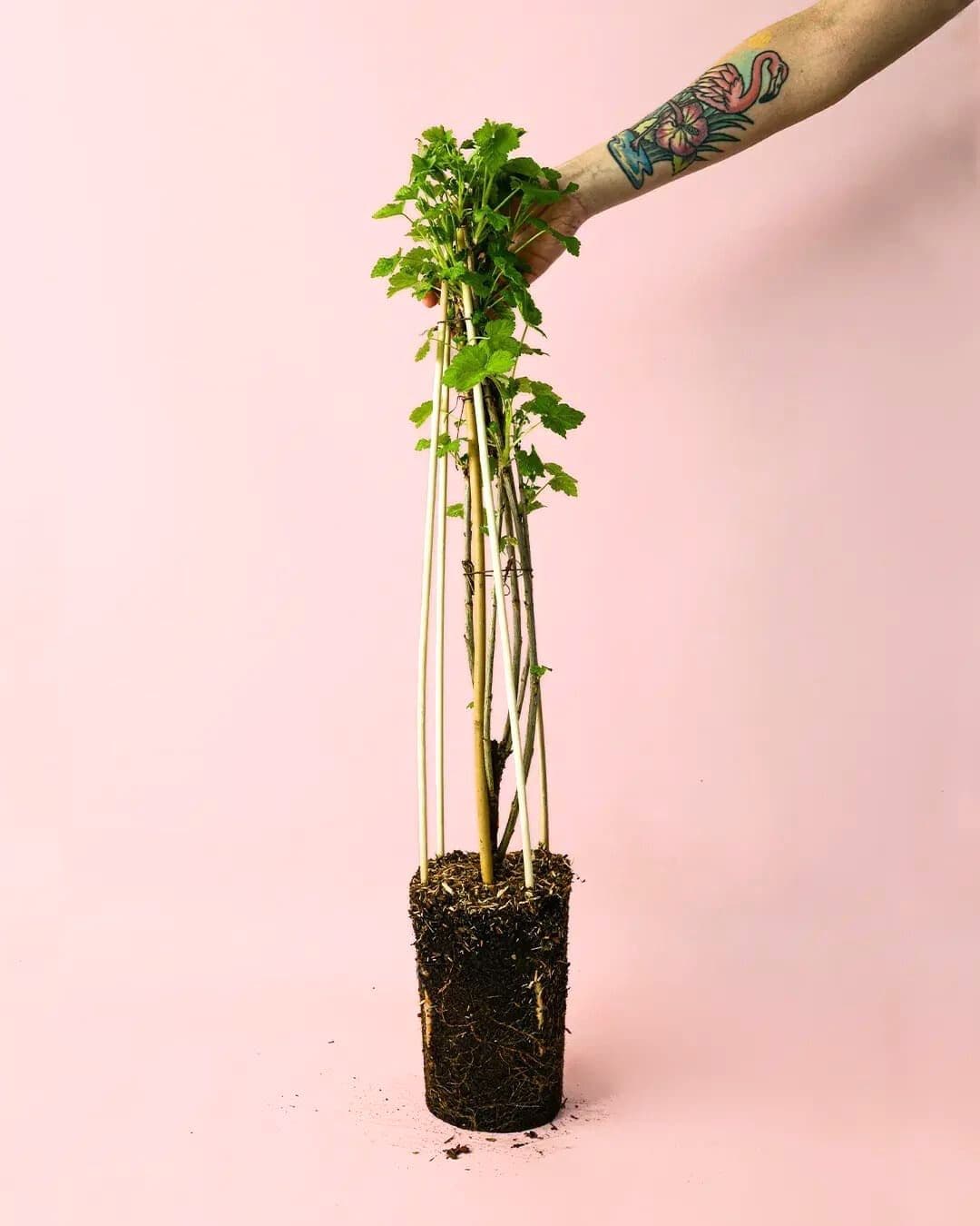 Grosella Roja Planta M - Pur Plant