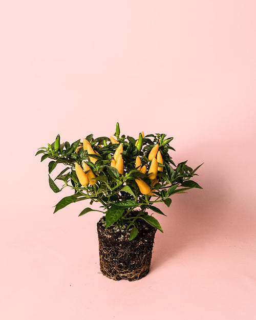 Guindilla Ornamental Amarilla Mini - Pur Plant