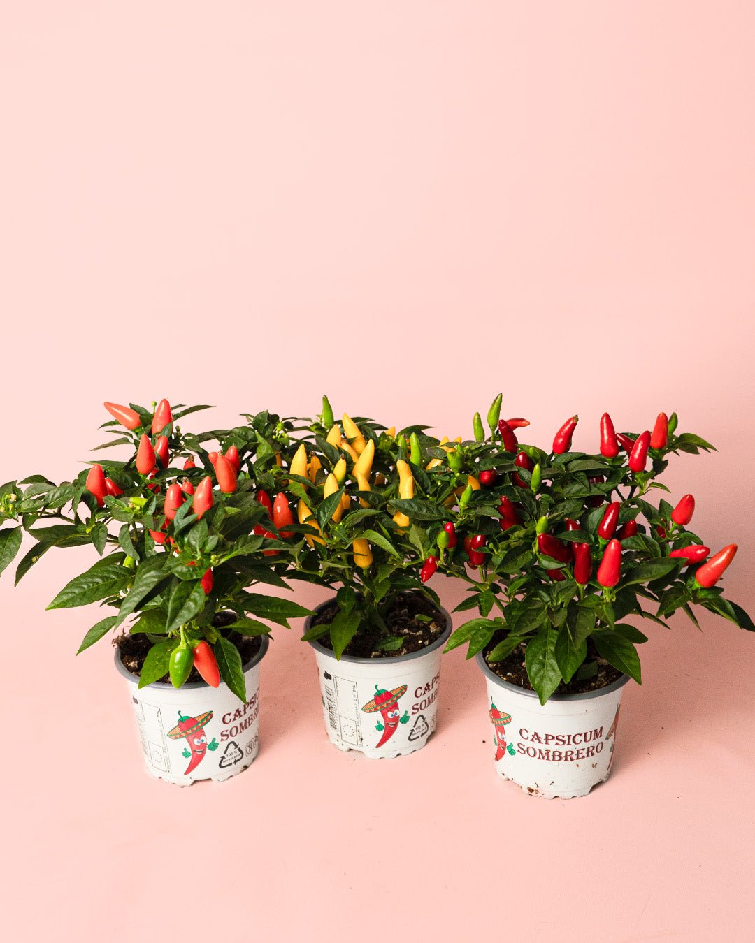 Guindilla Ornamental Naranja Mini - Pur Plant