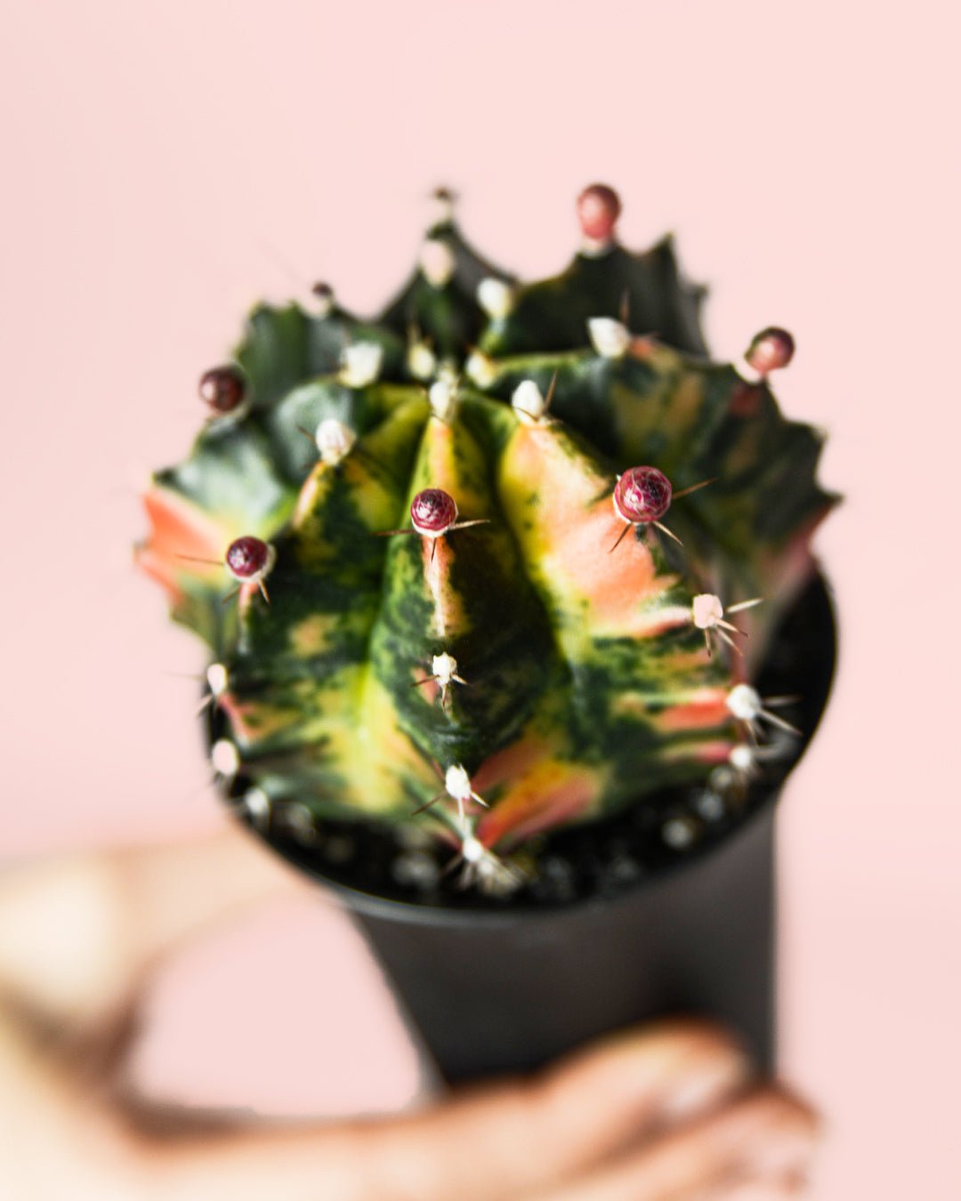 Gymnocalycium Japan Mini Cactus - Pur Plant