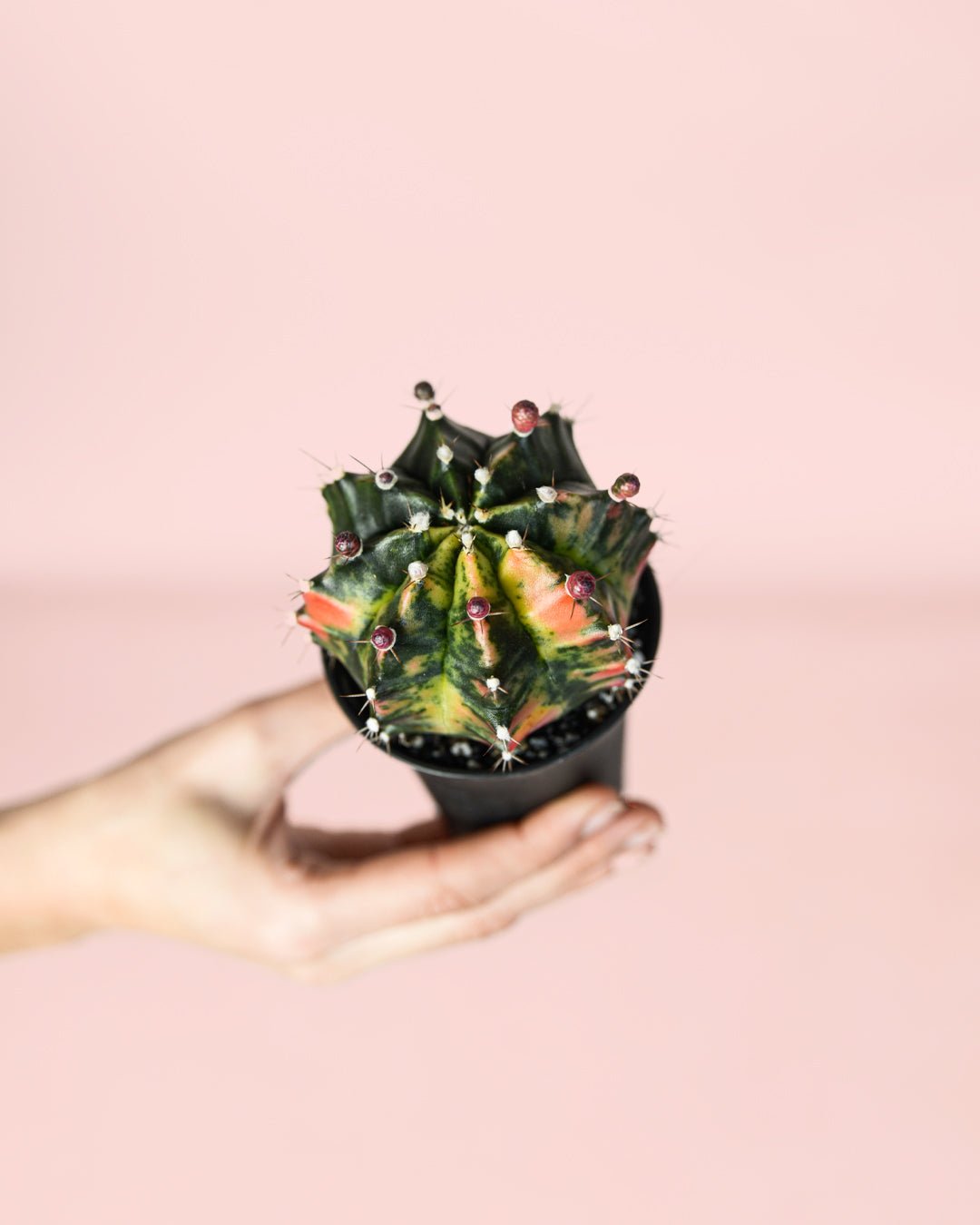 Gymnocalycium Japan Mini Cactus - Pur Plant