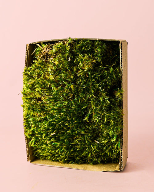 Hair – Musgo Preservado - Pur Plant