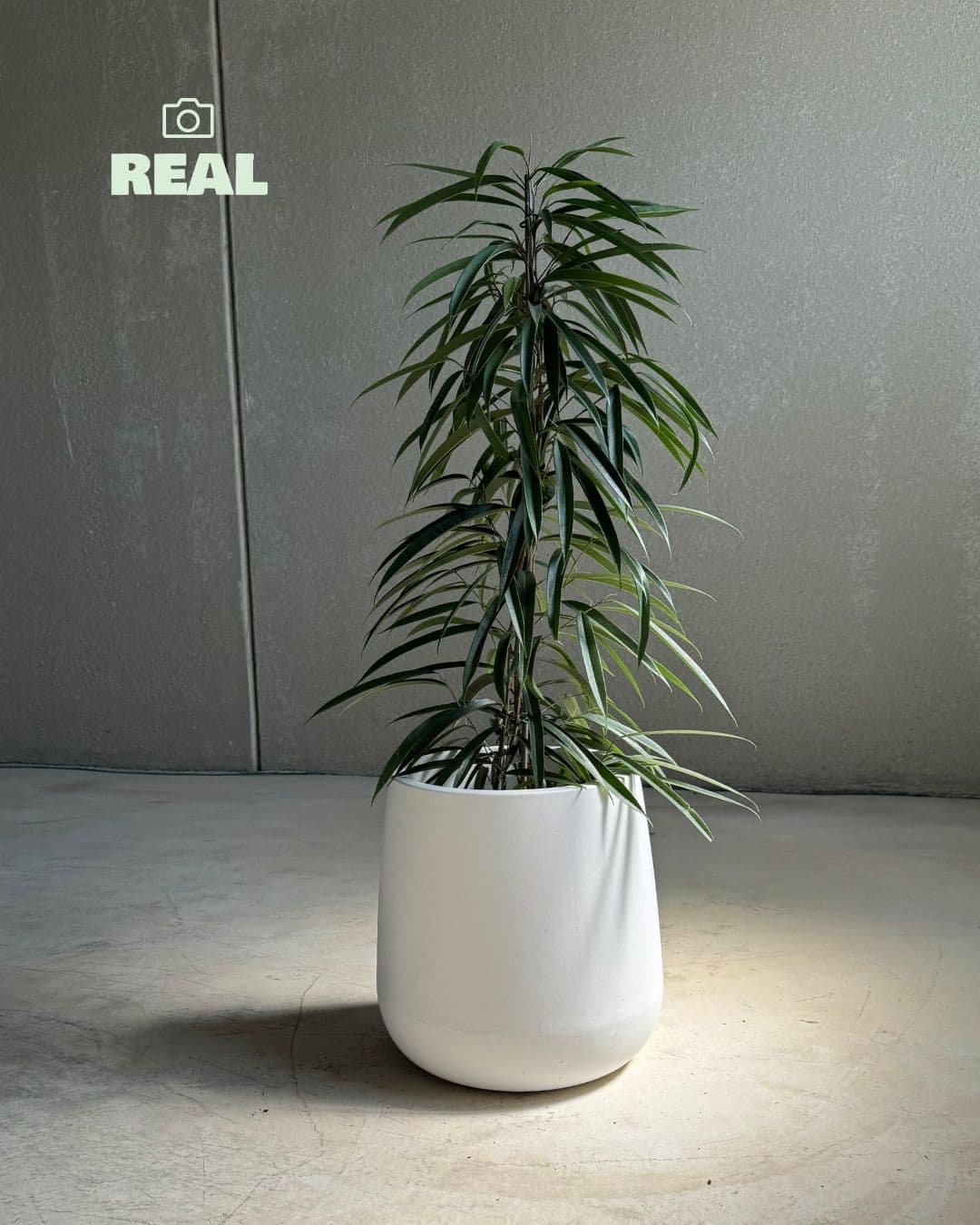 Hall - Macetero blanco XL 33,5 cm - Pur Plant