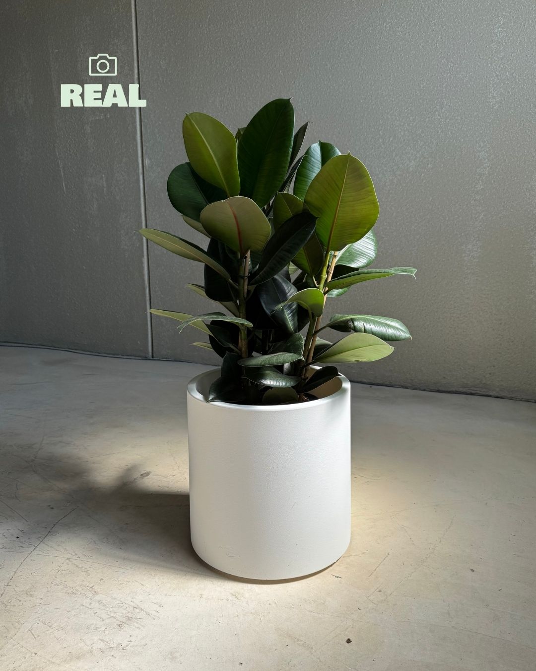 Halo - Macetero blanco XL 40 cm - Pur Plant