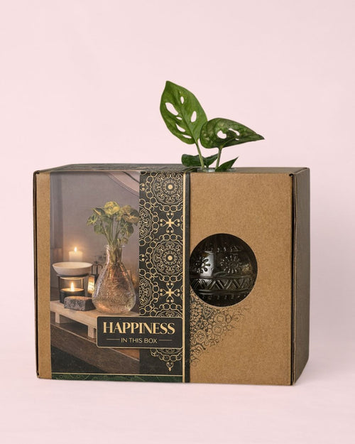 Happy Box – Kit Regalo con Monstera Adasonii - Pur Plant
