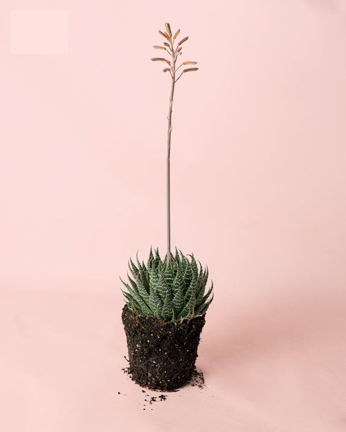 Haworthia Big Band M - Pur Plant