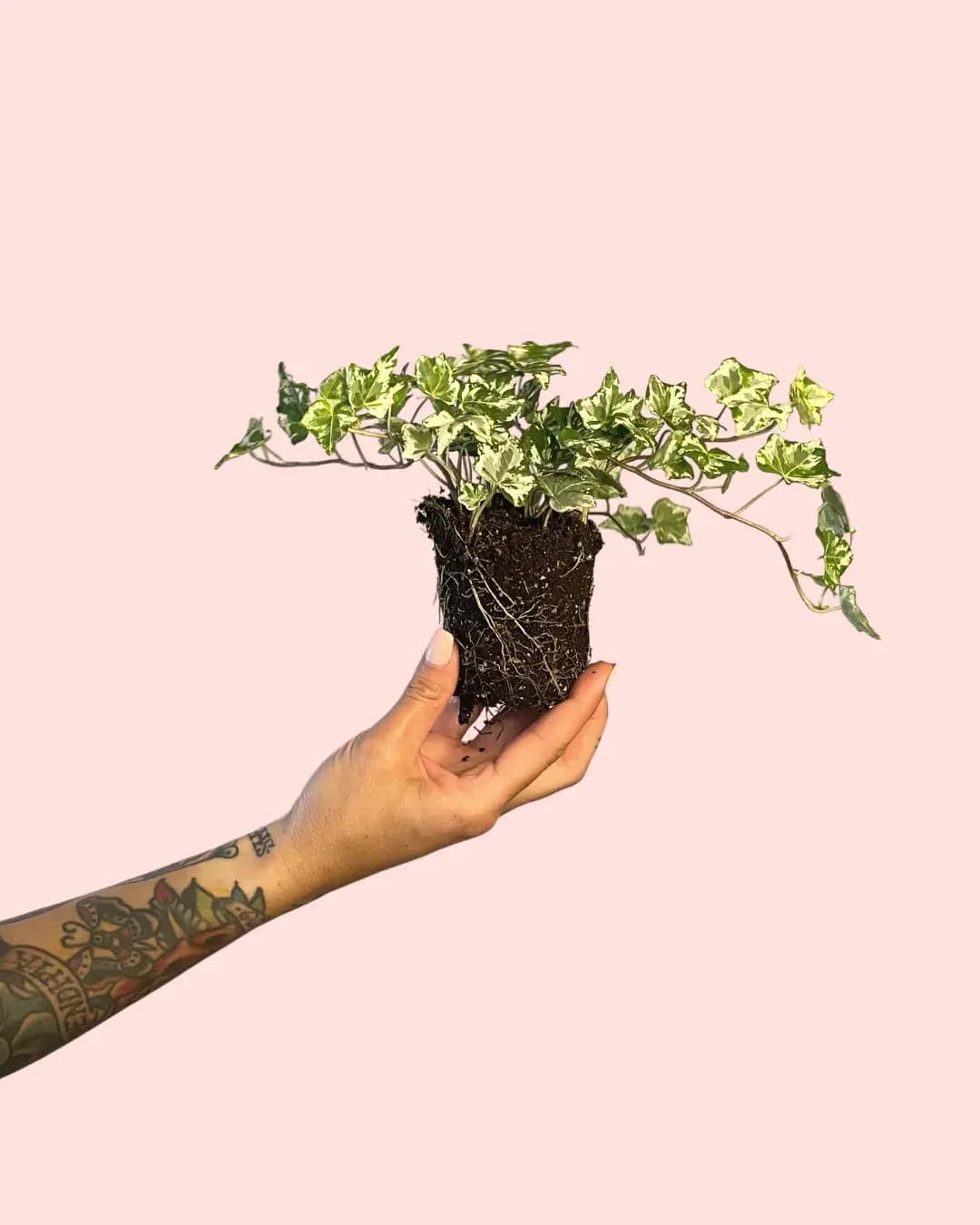 Hedera Helix Mix Mini - Pur Plant
