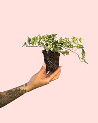 Hedera Helix Mix Mini