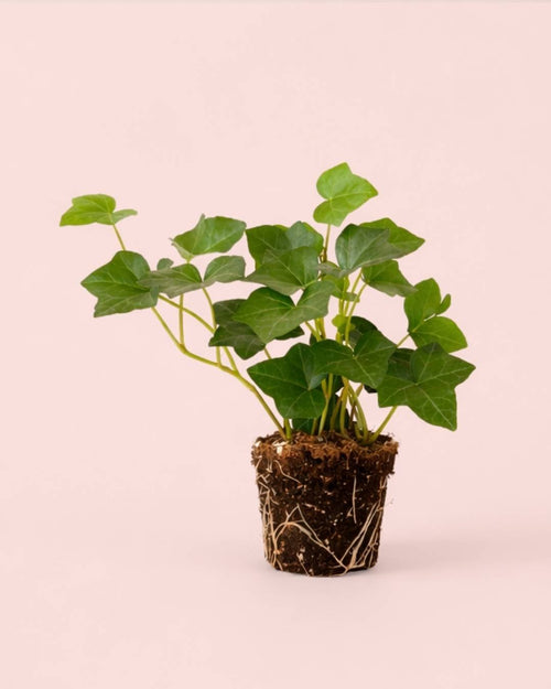 Hedera Hibernica - Hiedra Mini - Pur Plant