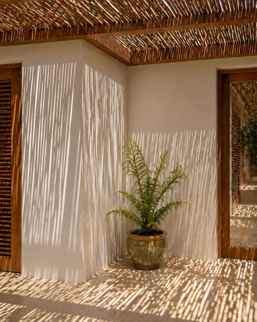 Helecho Arborescente - Cyathea tomentosissima M - Pur Plant