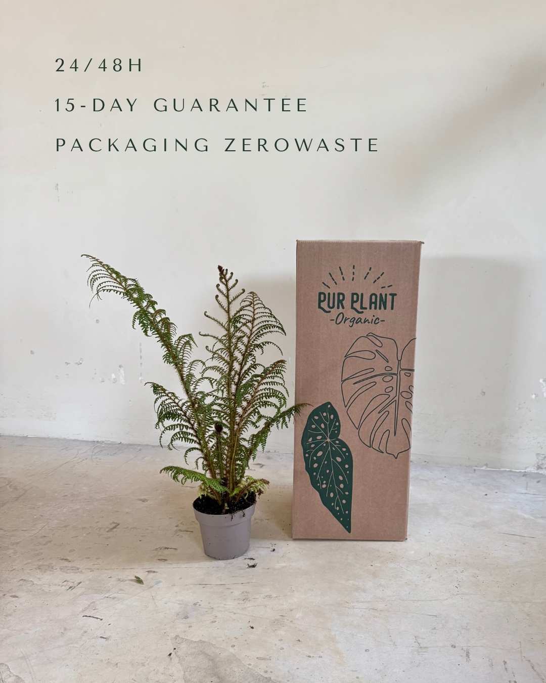 Helecho Arborescente - Cyathea tomentosissima M - Pur Plant