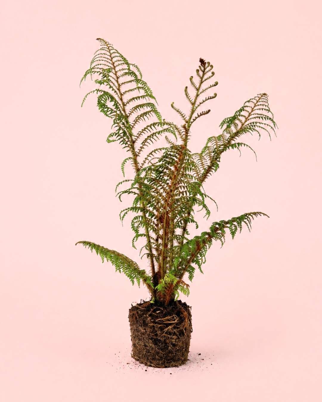 Helecho Arborescente - Cyathea tomentosissima M - Pur Plant