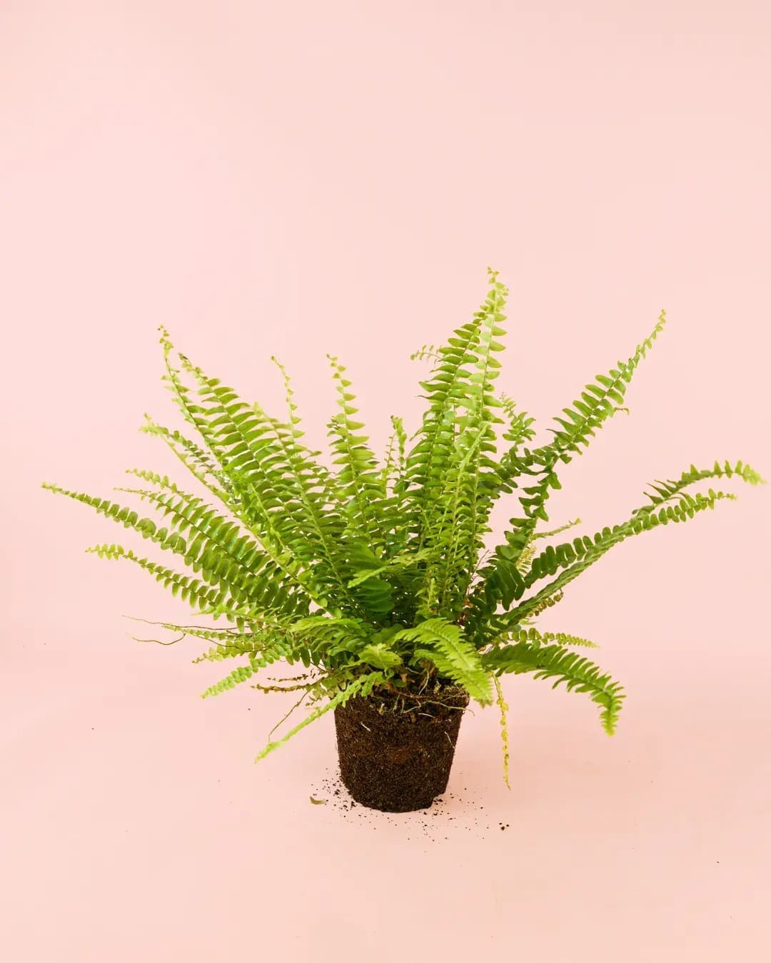 Helecho Nefrolepis – Helecho de Boston M - Pur Plant