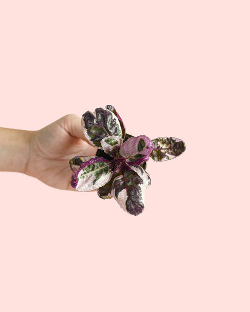 Hemigraphis Snow White Mini - Pur Plant