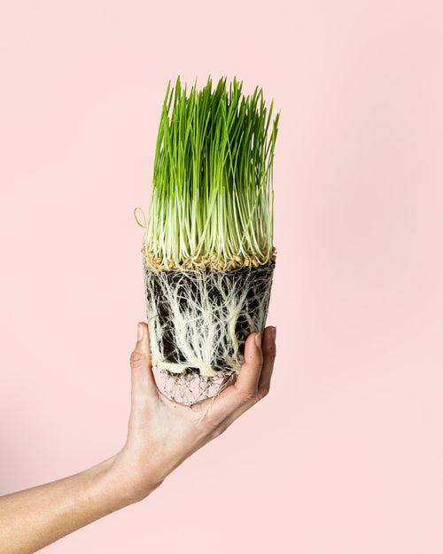 Hierba para Gatos Mini - Pur Plant