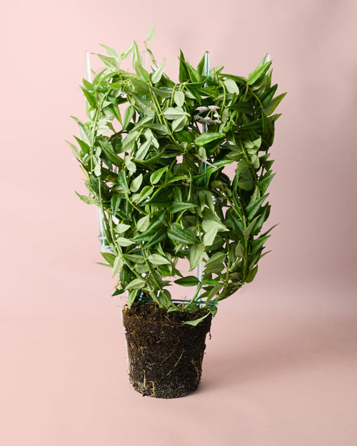 Hoya Bella M - Pur Plant