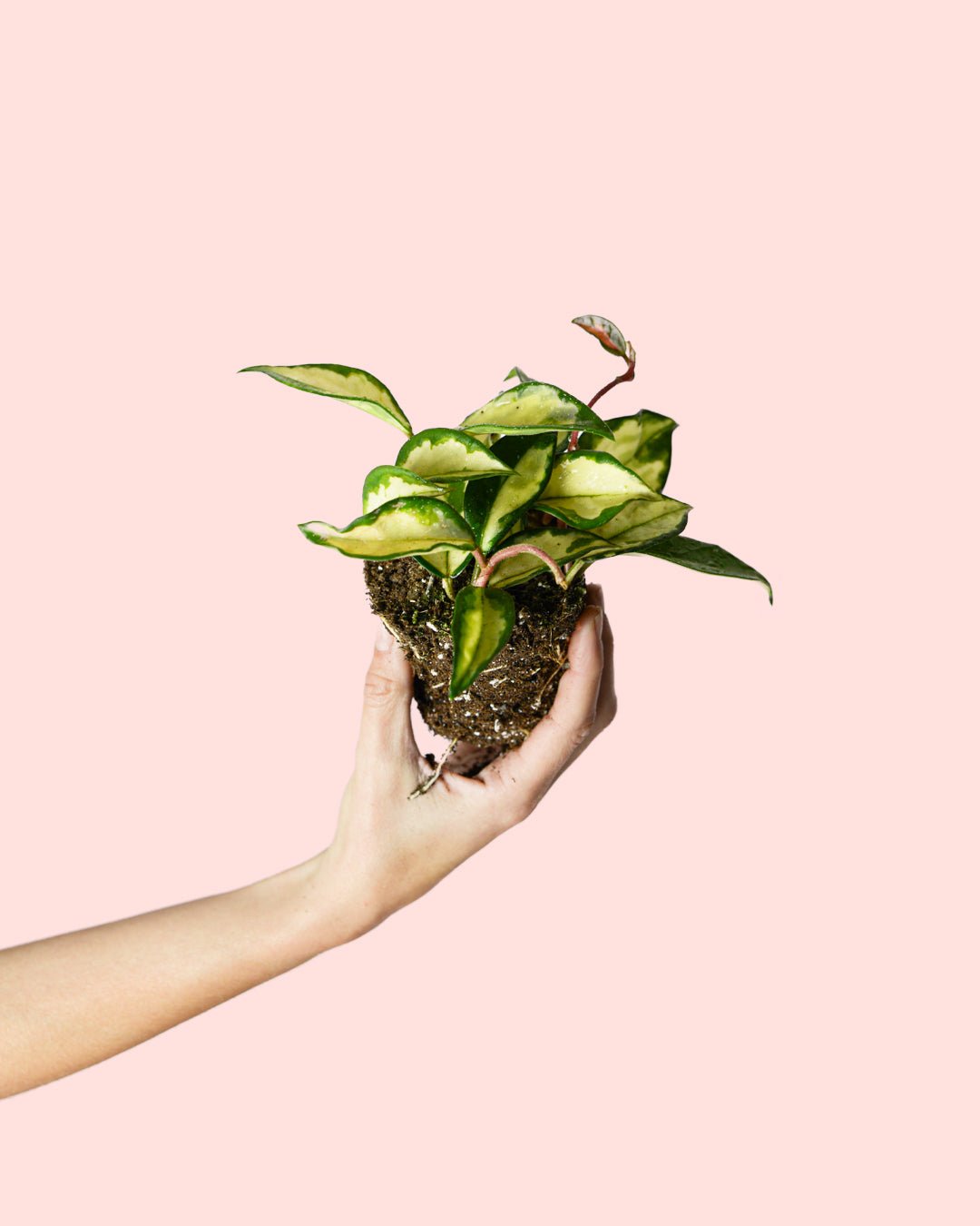 Hoya Carnosa Tricolor Mini - Pur Plant