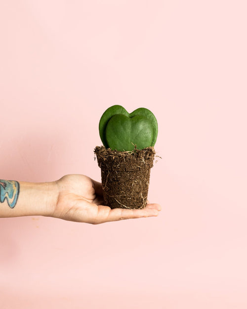 Hoya Kerrii Doble Mini - Pur Plant