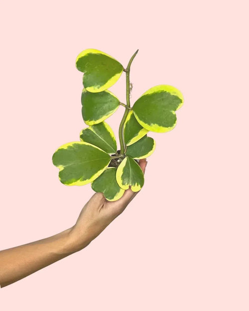 Hoya Kerrii Variegada Multihojas Mini - Pur Plant