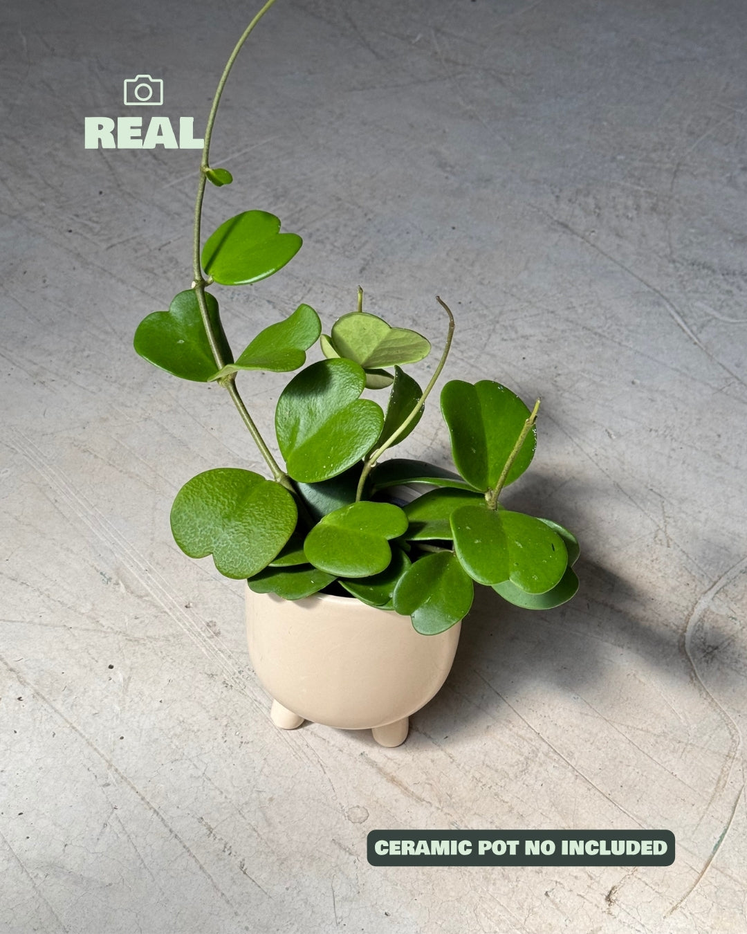 hoya_kerrii_multihojas_real