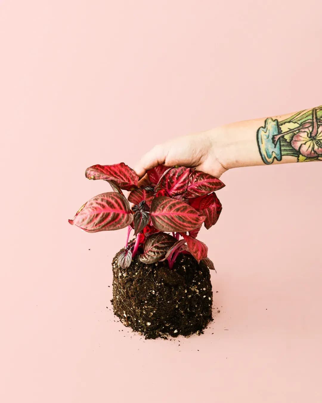 Iresine Bloodleaf M - Pur Plant