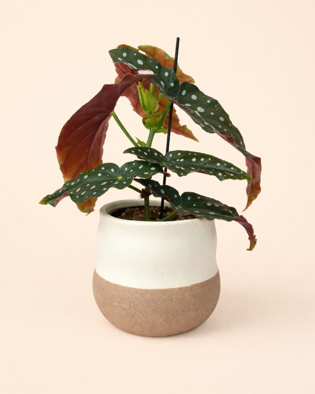 Japandi – Maceta Cerámica M 12 cm - Pur Plant