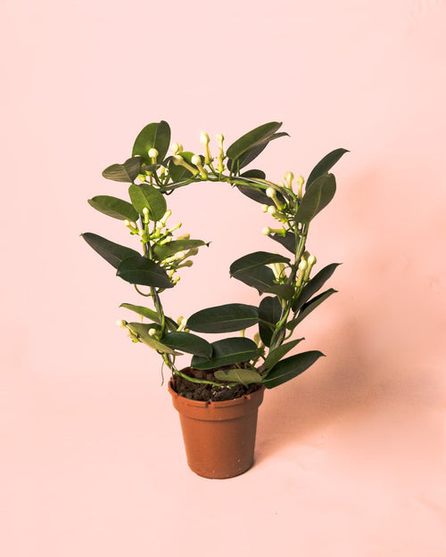 Jazmín de Madagascar – Stephanotis floribunda M - Pur Plant
