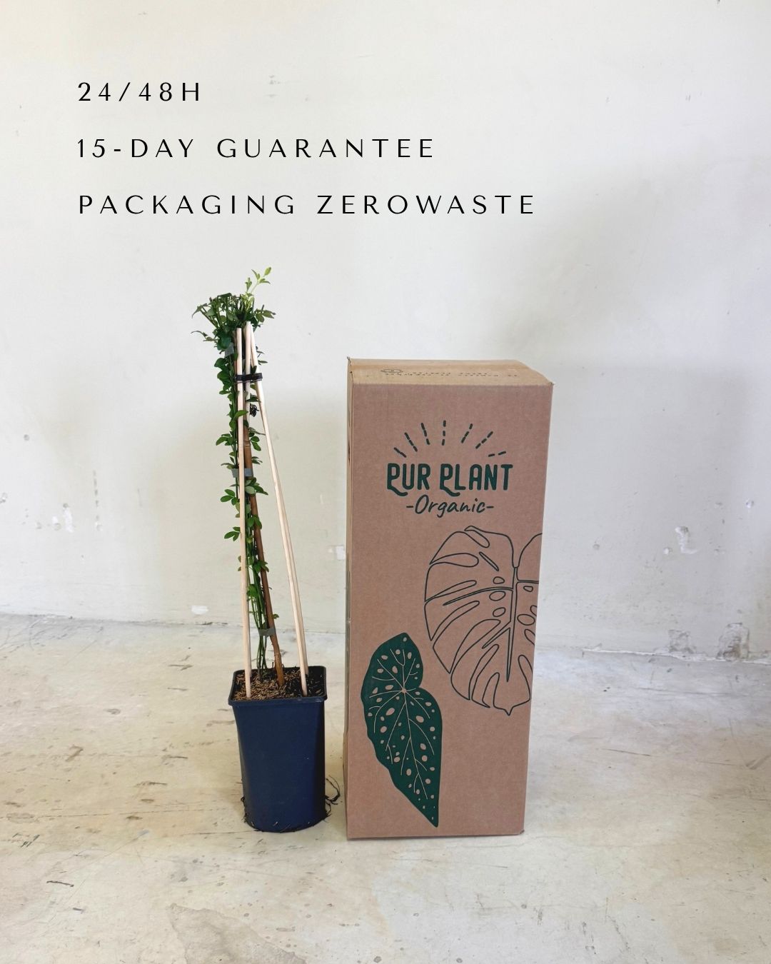 jazmin amarillo packaging