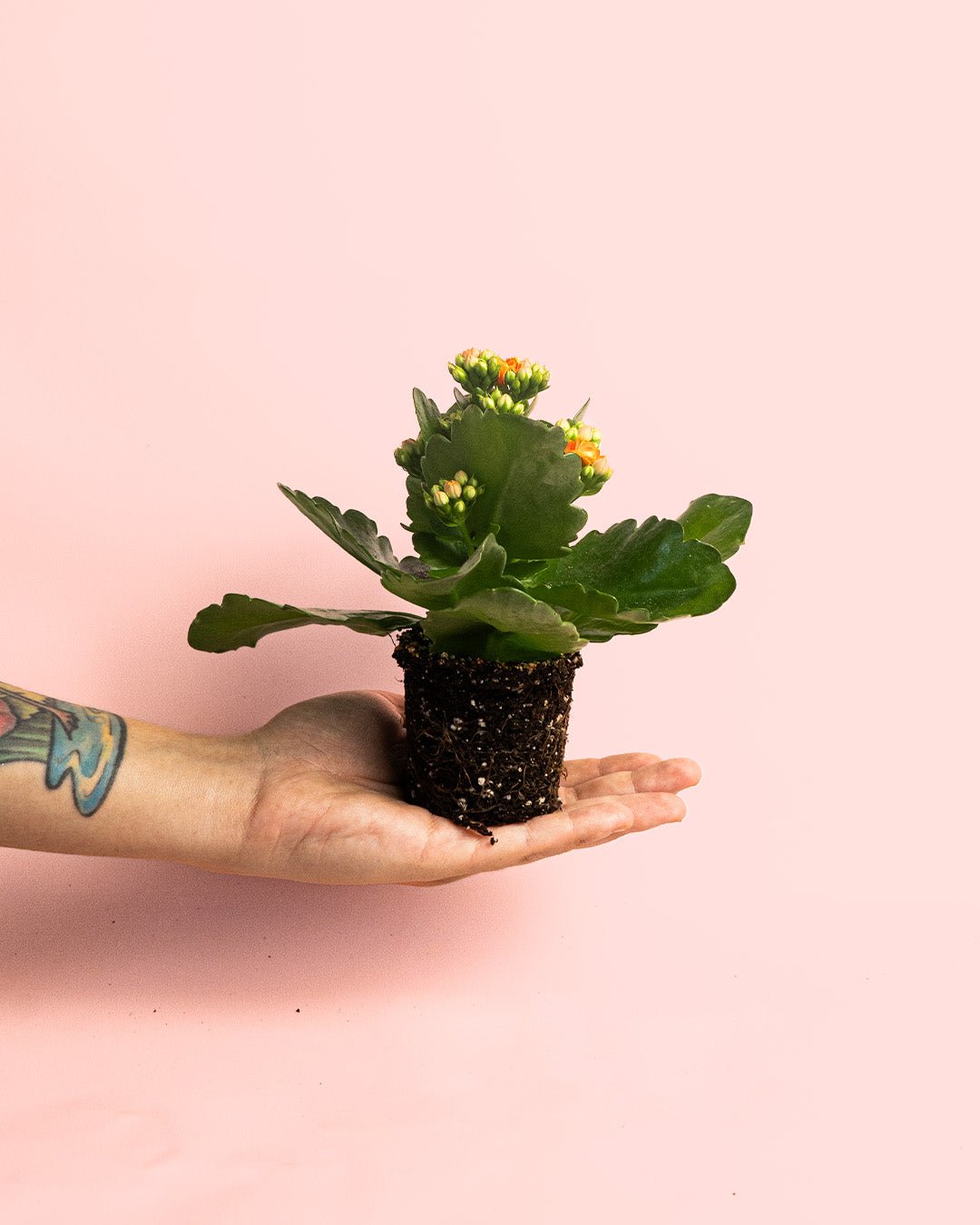 Kalanchoe Calendiva Naranja Mini - Pur Plant