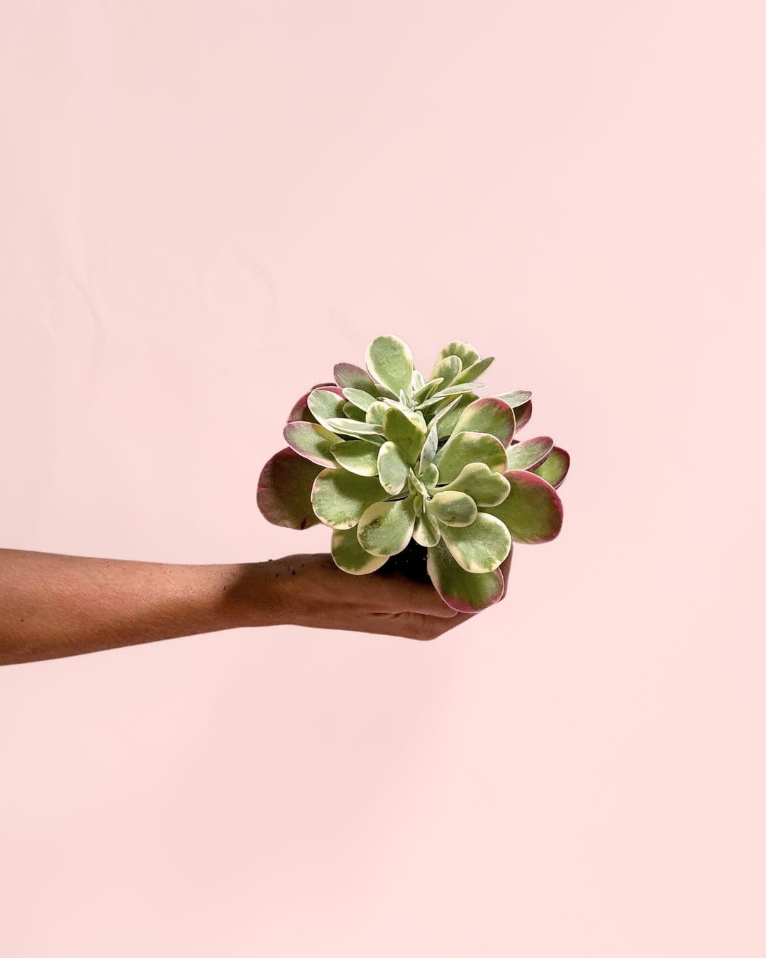 Kalanchoe Thyrsiflora Variegada Mini - Pur Plant