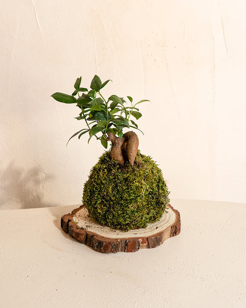 Kit Kokedama Ficus Ginseng - Pur Plant