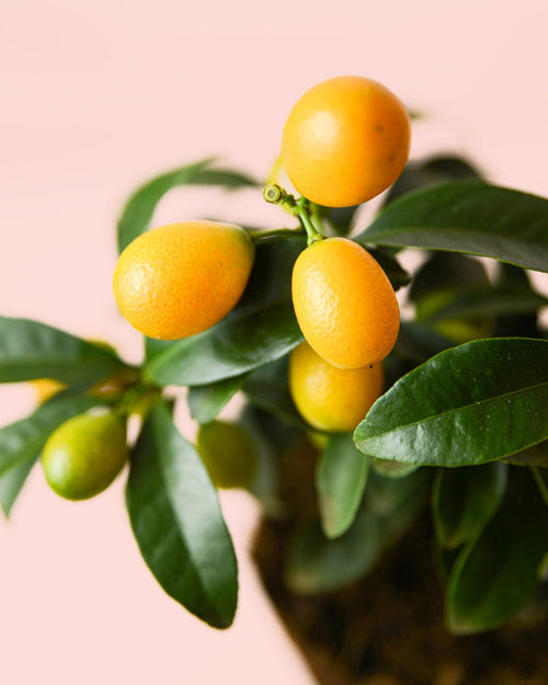 Kumquat Mini - Pur Plant